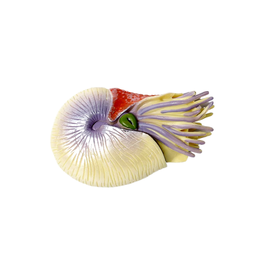 Marine toy animals Nautilus Fi - Kids Toys Reviews ulasan dan harga